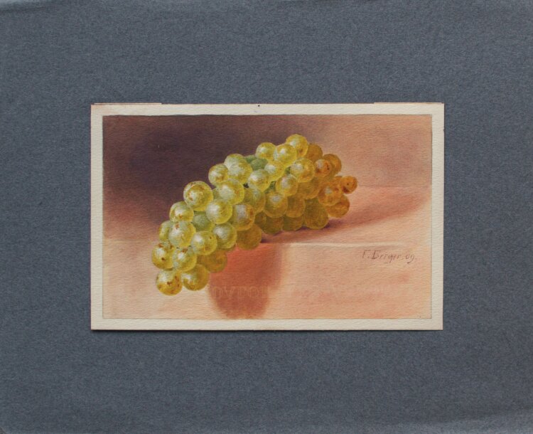 Fritz Berger - Weintrauben - 1909 - Aquarell