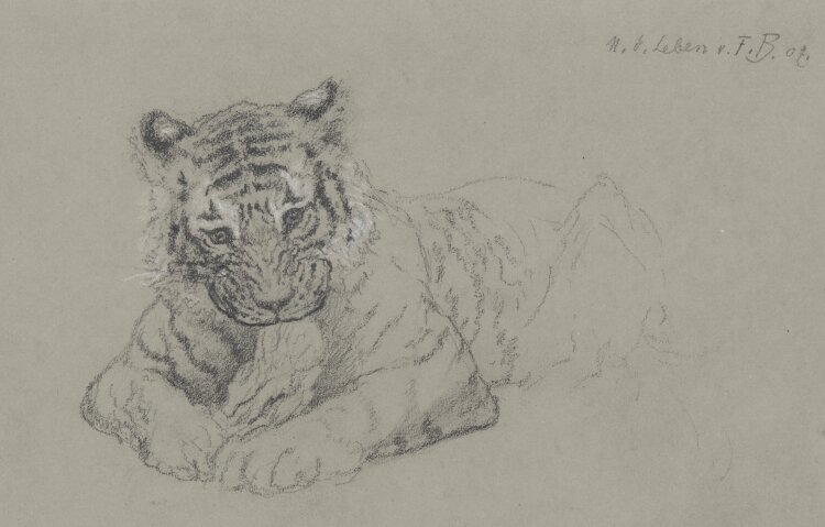 Fritz Berger - Tigerjunges - 1907 - Graphit und weiße Kreide