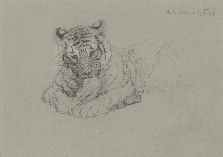 Fritz Berger - Tigerjunges - 1907 - Graphit und...