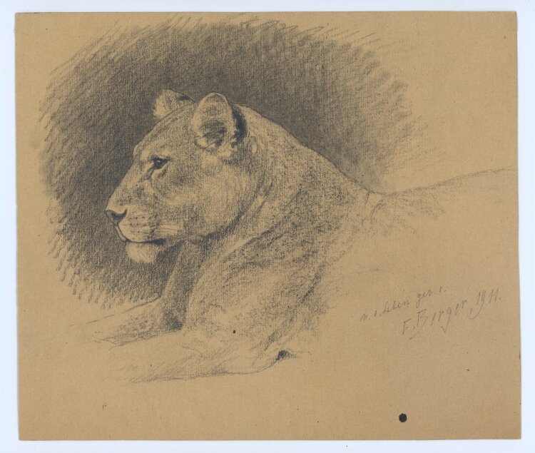 Fritz Berger - Liegende Löwin - 1911 - Graphit