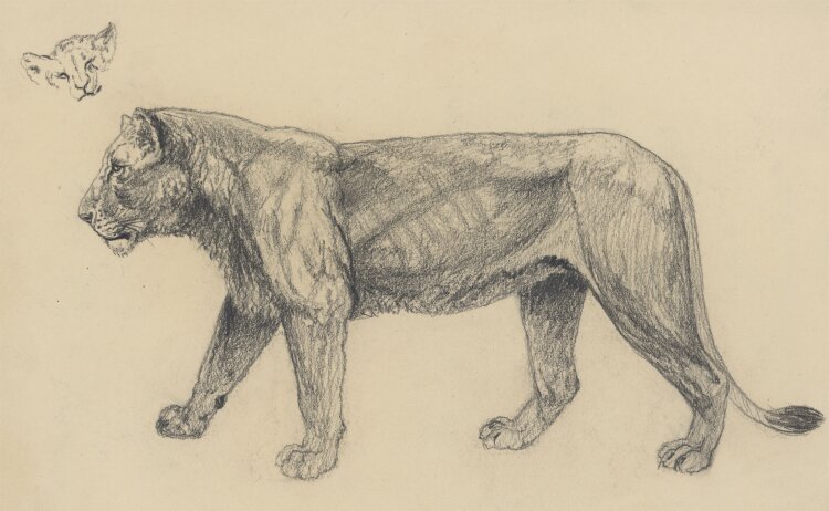 Fritz Berger - Löwin - um 1911 - Graphit