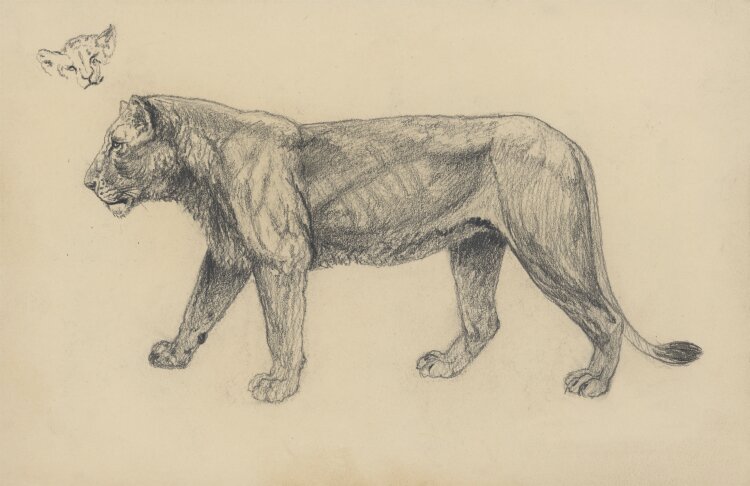 Fritz Berger - Löwin - um 1911 - Graphit