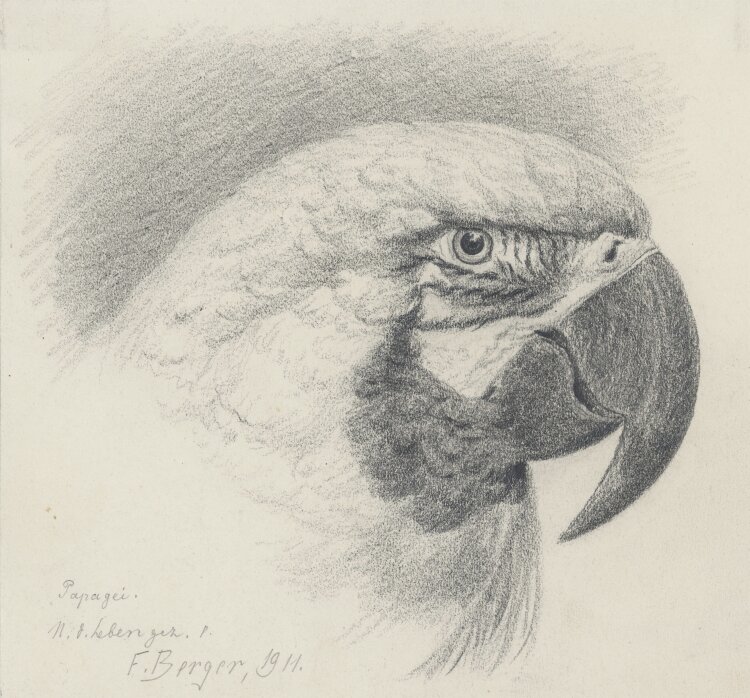 Fritz Berger - Papagei - 1911 - Graphit