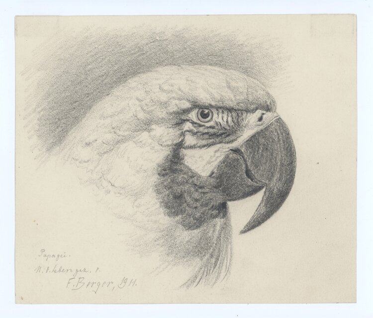 Fritz Berger - Papagei - 1911 - Graphit