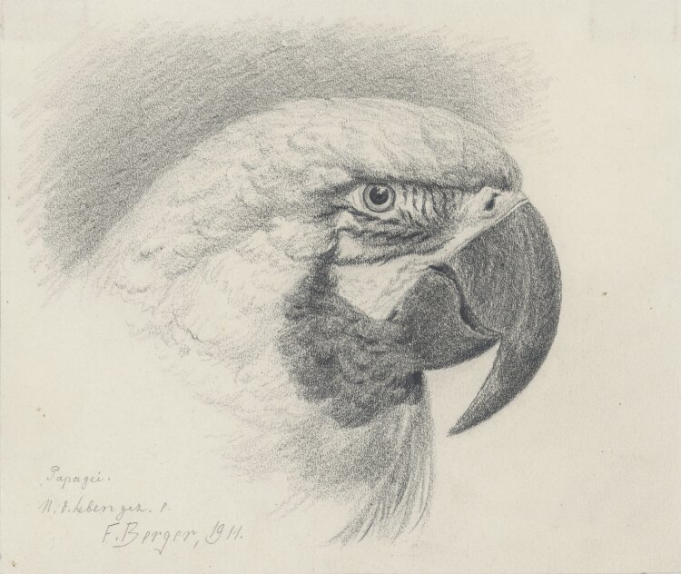 Fritz Berger - Papagei - 1911 - Graphit