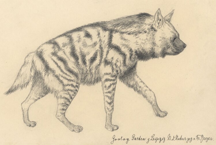 Fritz Berger - Hyäne - um 1903 - Graphit