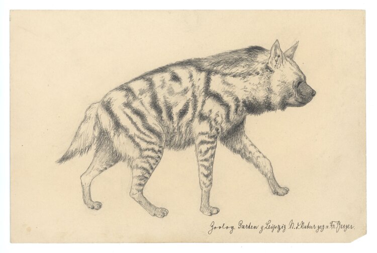 Fritz Berger - Hyäne - um 1903 - Graphit