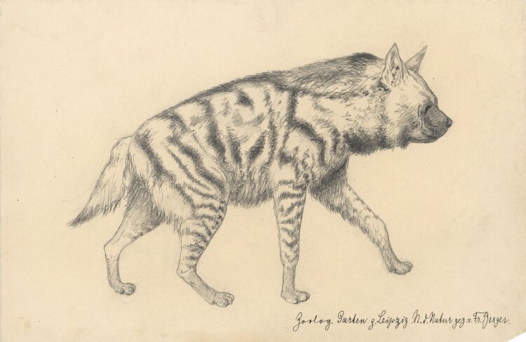Fritz Berger - Hyäne - um 1903 - Graphit