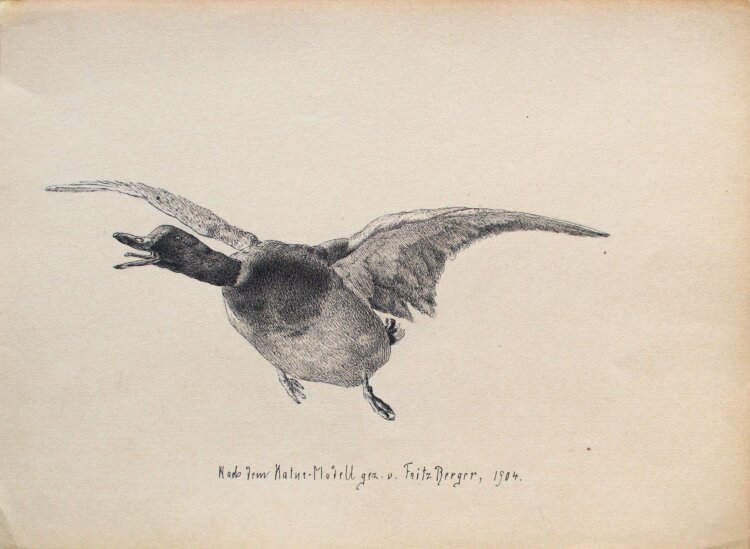 Fritz Berger - Ente im Flug von vorn - 1904 - Tinte