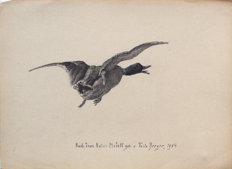 Fritz Berger - Ente im Flug in Rückansicht - 1904 - Tinte