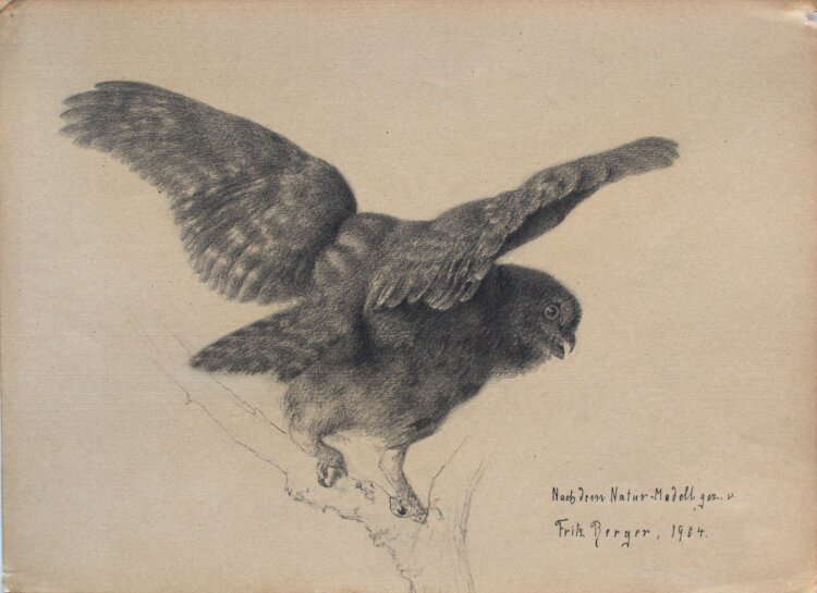 Fritz Berger - Eule in Rückansicht - 1904 - Graphit
