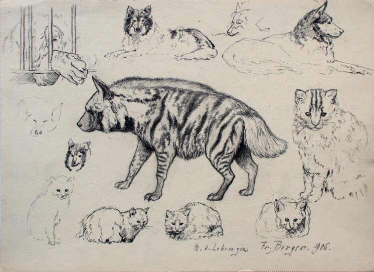 Fritz Berger - Studienblatt mit Hyäne, Katzen und...
