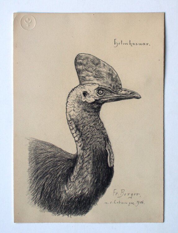 Fritz Berger - Helmkasuar - 1906 - Kohle