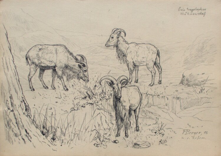 Fritz Berger - Mähnenschafe - 1906 - Kohle