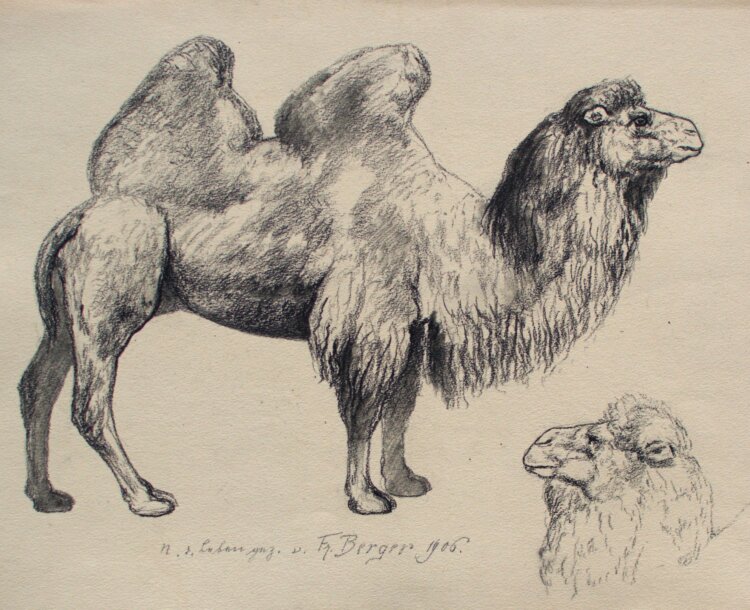 Fritz Berger - Kamel - 1906 - Kohle