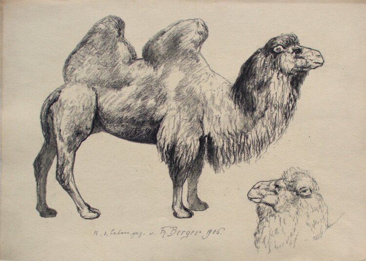 Fritz Berger - Kamel - 1906 - Kohle