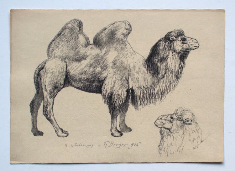 Fritz Berger - Kamel - 1906 - Kohle