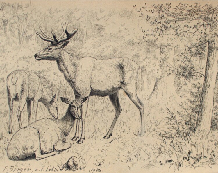 Fritz Berger - Hirsche im Wald - 1906 - Kohle