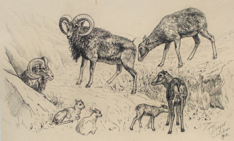 Fritz Berger - Widder - 1906 - Kohle