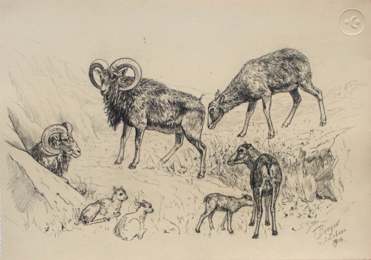 Fritz Berger - Widder - 1906 - Kohle