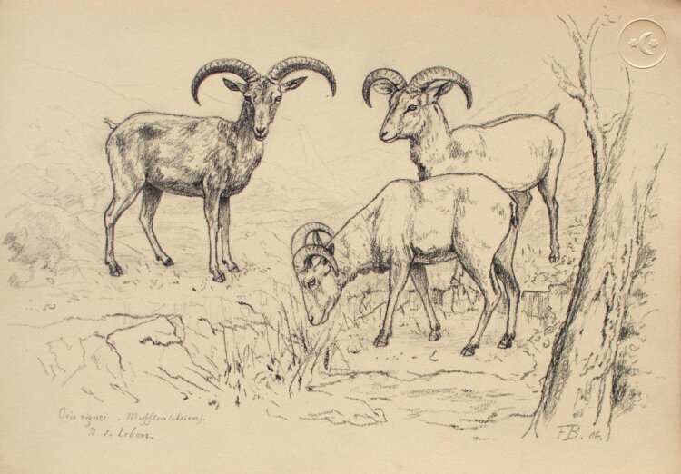 Fritz Berger - Mufflons - 1906 - Kohle