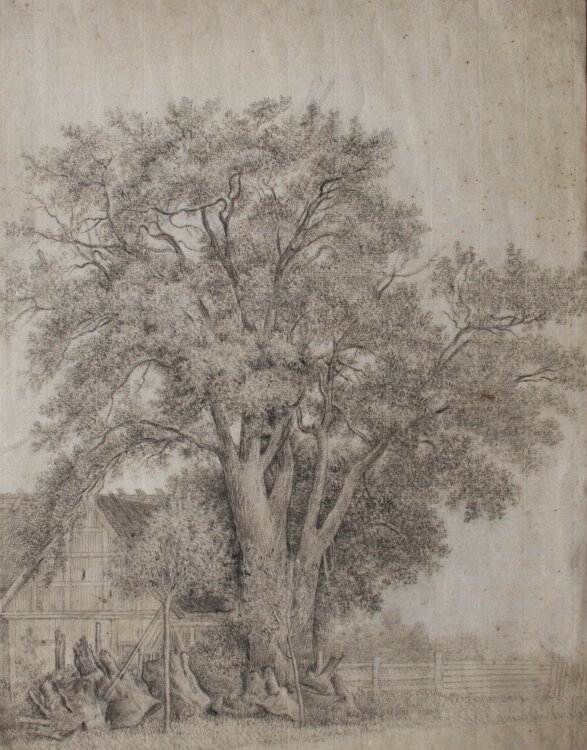 Johann Georg Rosenberg - Eine Eiche, gezeichnet in Ricksdorf - 1797 - Bleistift, schwarze und weiße Kreide