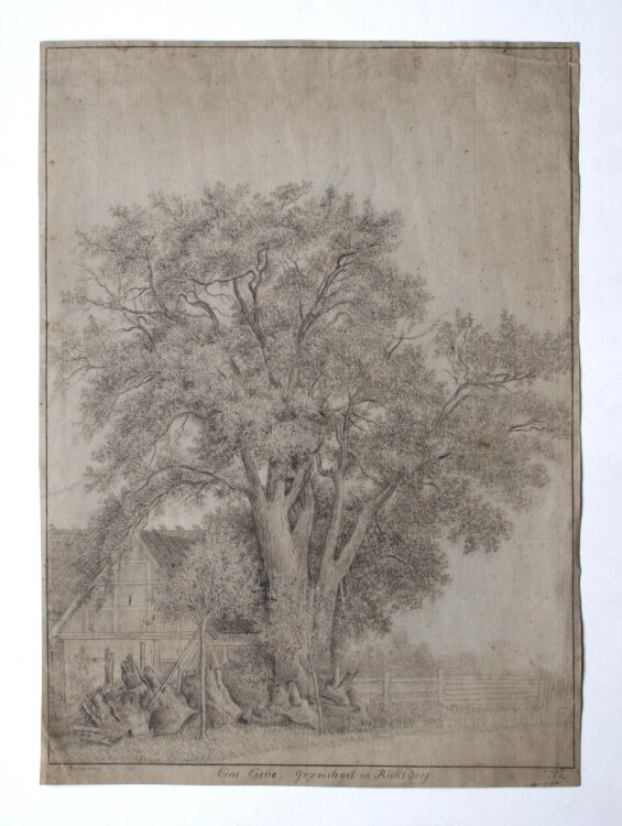 Johann Georg Rosenberg - Eine Eiche, gezeichnet in Ricksdorf - 1797 - Bleistift, schwarze und weiße Kreide