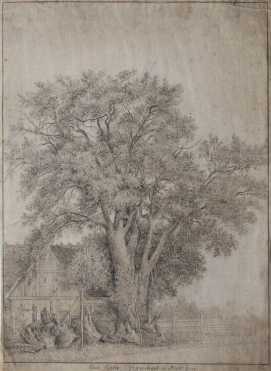 Johann Georg Rosenberg - Eine Eiche, gezeichnet in...