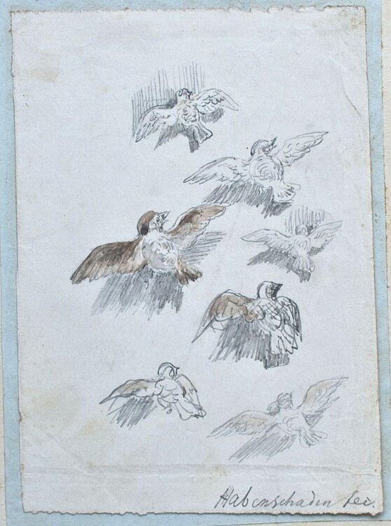 Sebastian Habenschaden - Sperlinge - o.J. - Bleistift