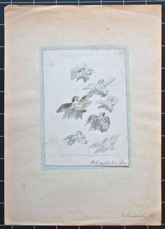 Sebastian Habenschaden - Sperlinge - o.J. - Bleistift