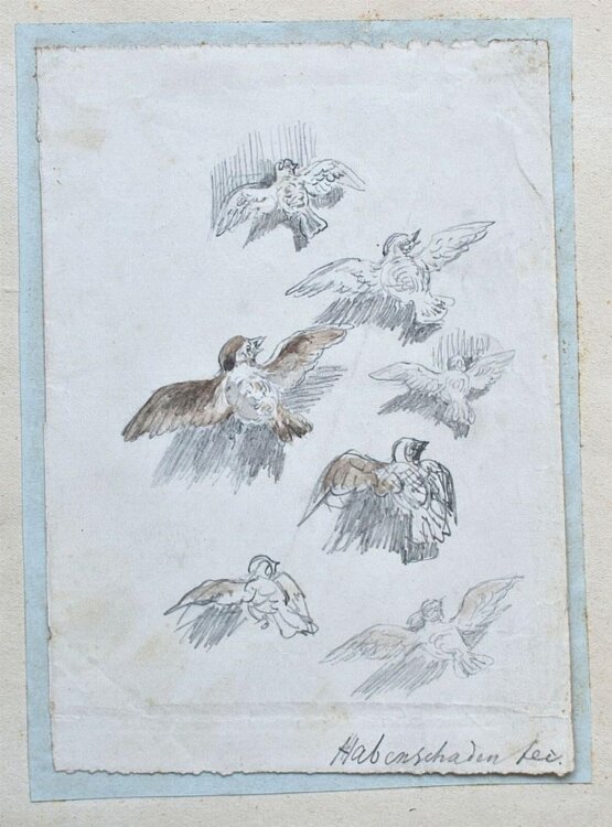Sebastian Habenschaden - Sperlinge - o.J. - Bleistift