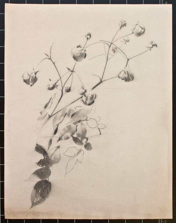 Konrad Böse - Planzenstudie - o.J. - Bleistift