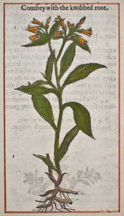 unbekannt - Comfrey with the knobbed root/ Beinwell -...